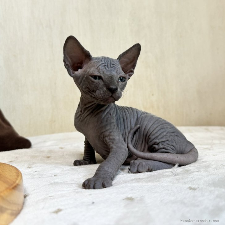 スフィンクス【東京都・女の子・2024年6月2日・ブルー】全身