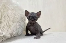 スフィンクス【東京都・男の子・2022年1月20日・ブラック】の写真1