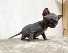 スフィンクス【東京都・男の子・2022年1月20日・ブラック】の写真2