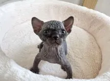 スフィンクス【東京都・男の子・2022年1月20日・ブラック】の写真3