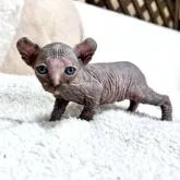 エルフキャット【東京都・女の子・2022年7月22日・トーティーシェル】の写真3