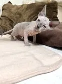 スフィンクス【東京都・男の子・2023年4月28日・ライラック】の写真4
