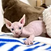 スフィンクス【東京都・男の子・2022年8月8日・スポテッドタビー】の写真4