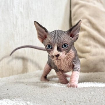 スフィンクス【東京都・男の子・2025年10月19日・ハチワレ青白】の写真「ハチワレの男の子です！」