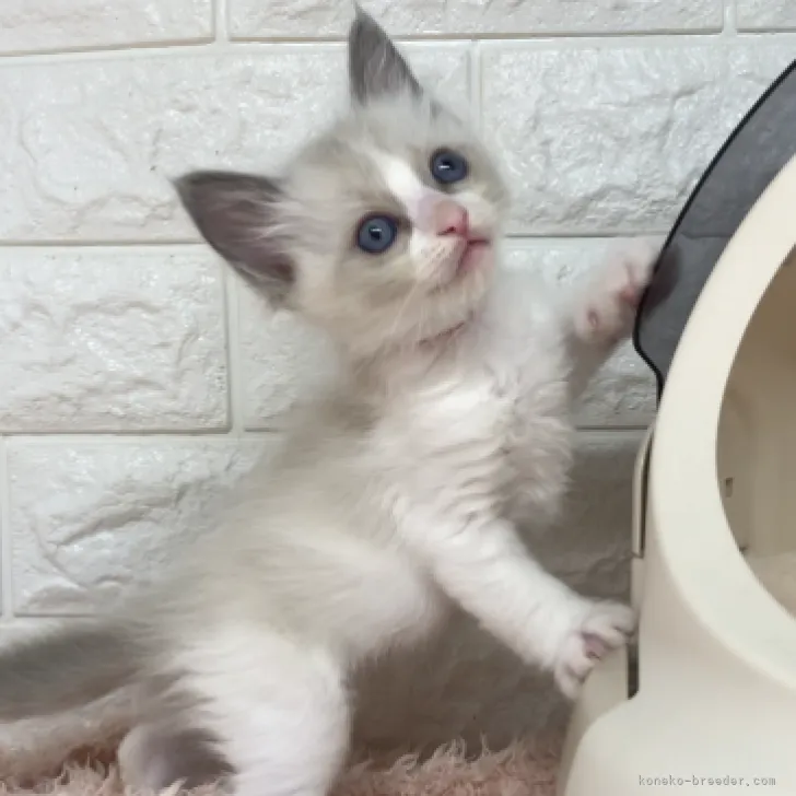 ID:2306-00997の子猫