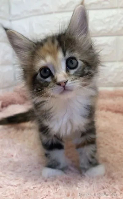 ID：2112-00815の子猫