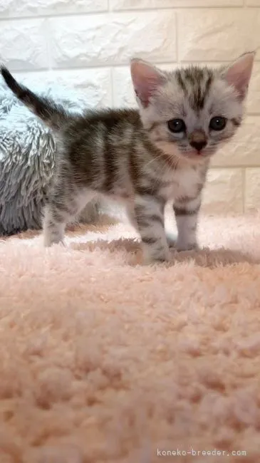 ID：2107-01785の子猫