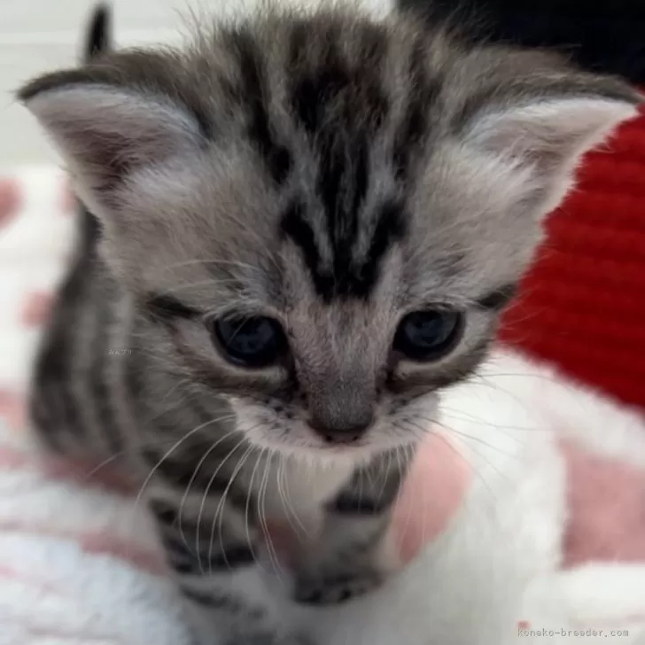 ID：2405-01982の子猫