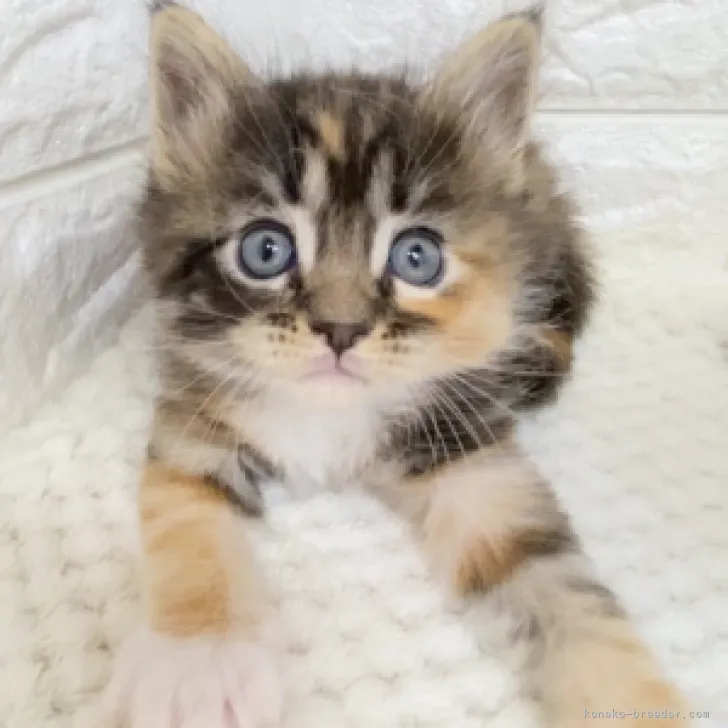 ID：2303-00469の子猫