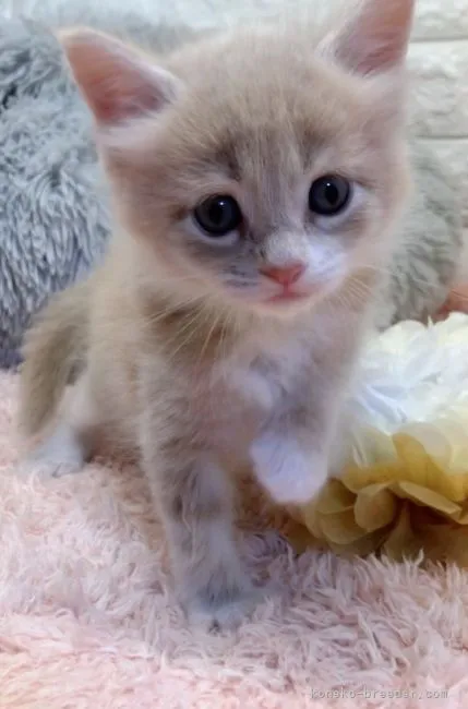 ID:2109-01993の子猫