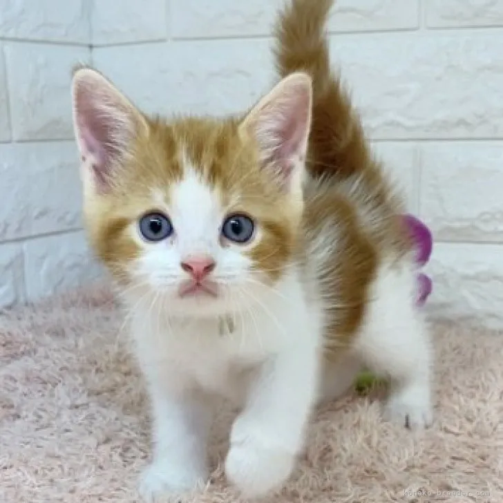 ID:2307-00643の子猫