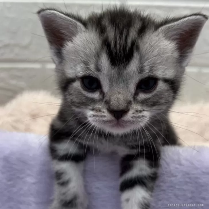 ID:2402-00011の子猫
