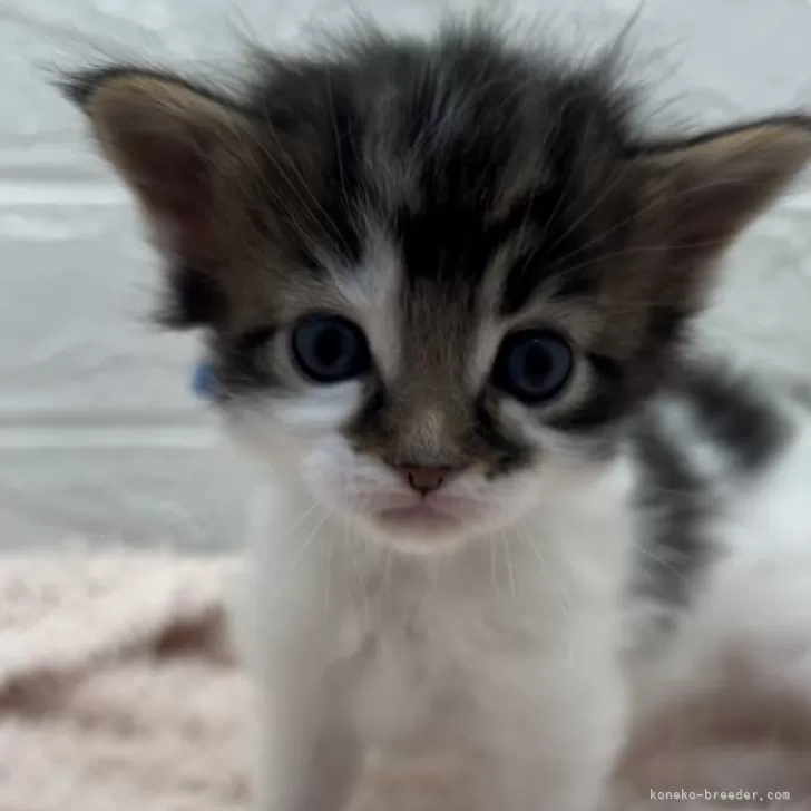 ID：2403-00559の子猫