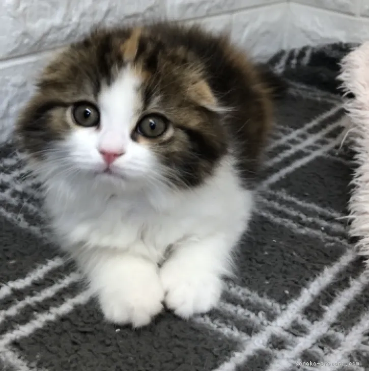 ID：2303-02956の子猫