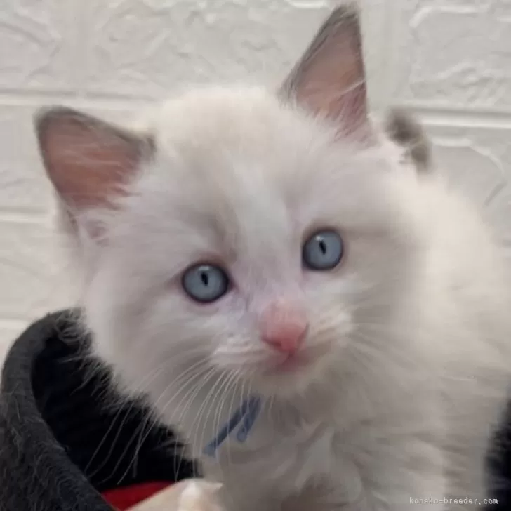 ID：2408-01834の子猫