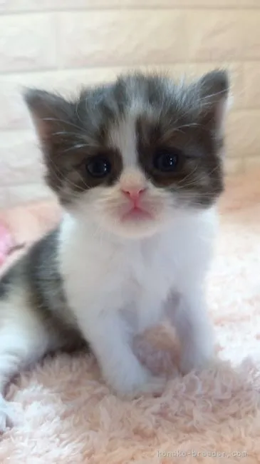 ID：2105-01416の子猫