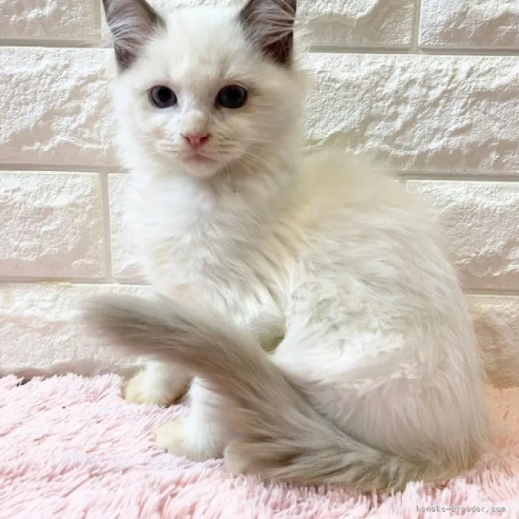 ID:2309-00576の子猫