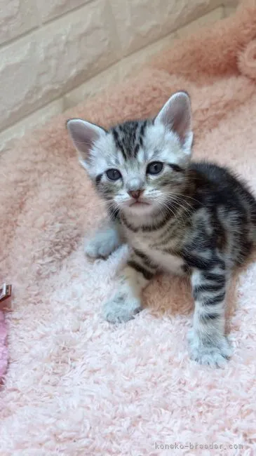 ID：2105-01409の子猫