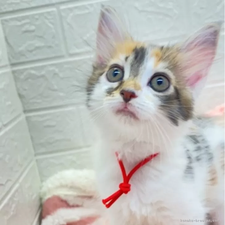 ID：2410-00895の子猫