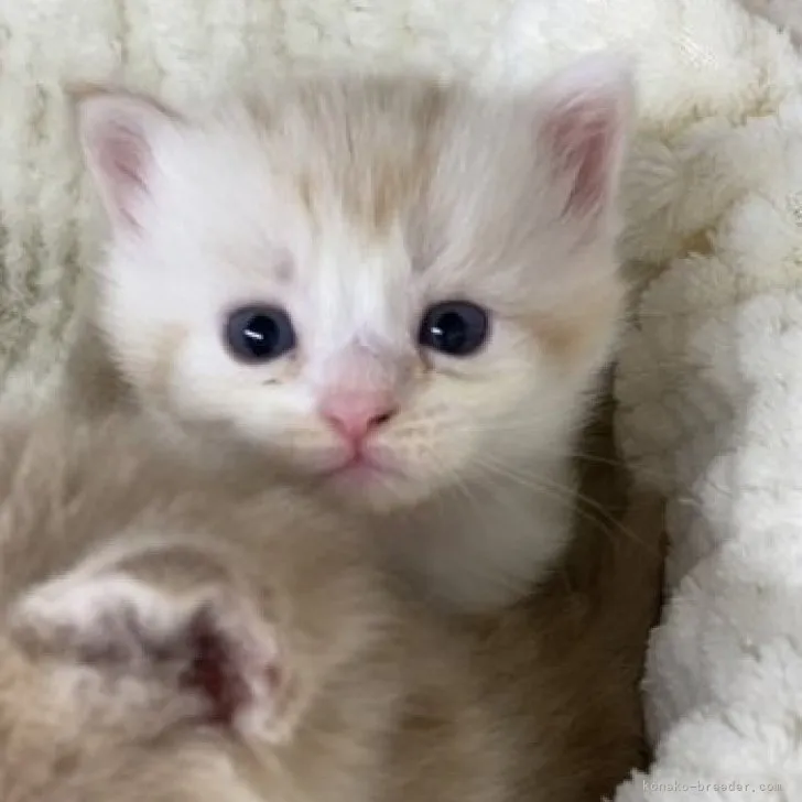ID：2308-00794の子猫