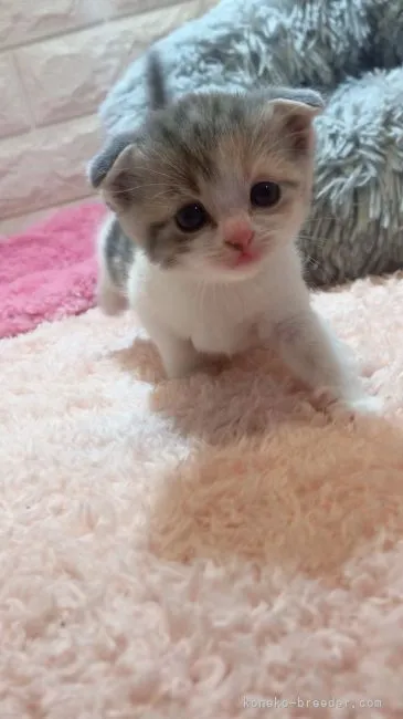 ID：2106-02114の子猫