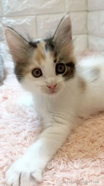 ID：2108-00709の子猫