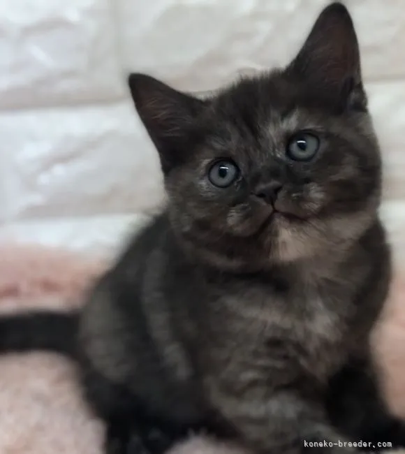 ID：2202-01550の子猫