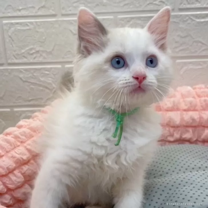 ID:2410-00342の子猫