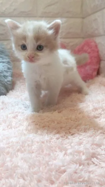 ID：2106-01045の子猫