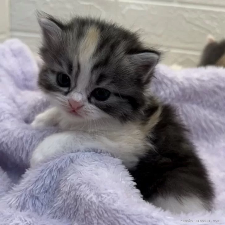 ID：2402-02422の子猫
