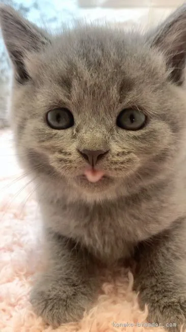 ID:2107-02038の子猫