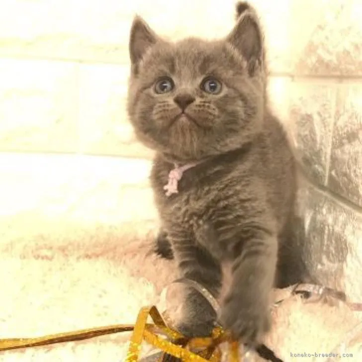 ID:2207-00838の子猫