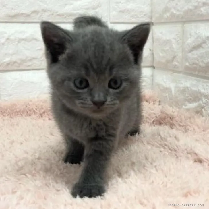 ID:2207-00833の子猫
