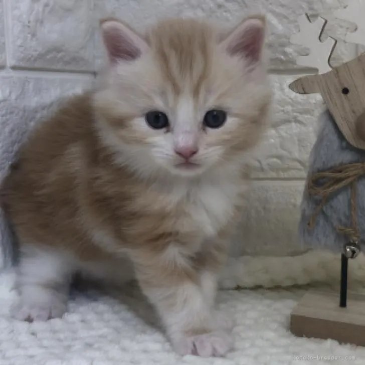 メインクーン【埼玉県・男の子・2022年10月15日・レッド&amp;ホワイト】の写真1「20221115撮影」