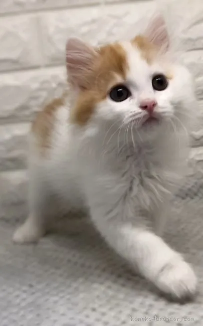 ID:2111-00120の子猫