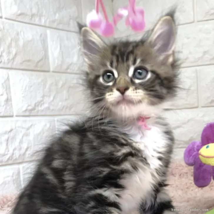 メインクーン【埼玉県・男の子・2023年4月15日・ブラウンタビー&amp;ホワイト】の写真1「2023.6.14撮影」