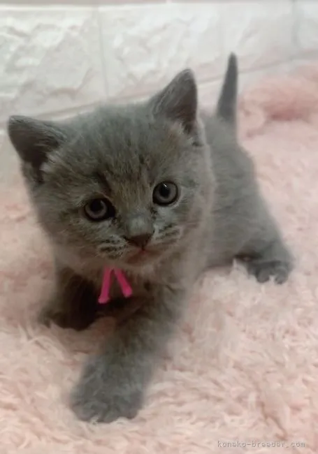 ひろまろ 様のお迎えした子猫