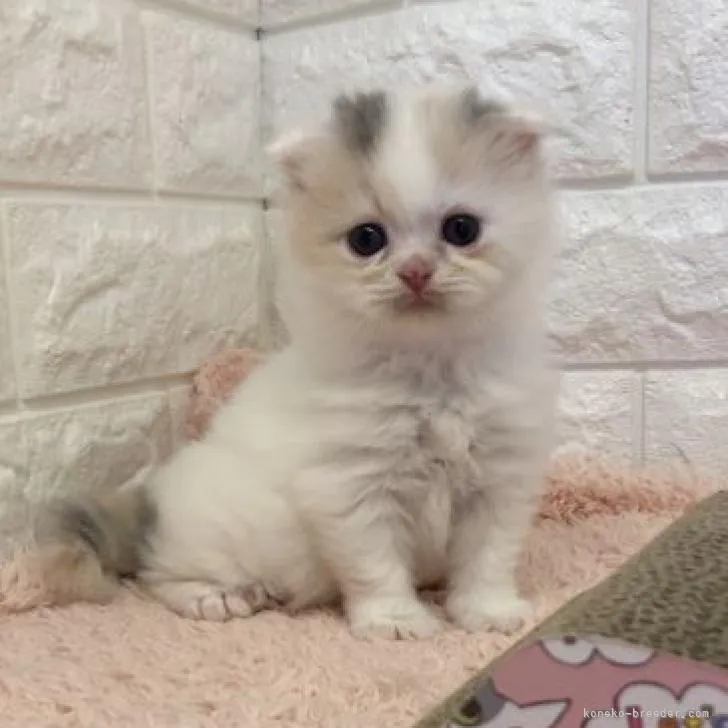 ID：2207-02223の子猫