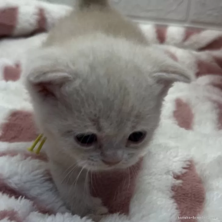 ID:2405-00136の子猫