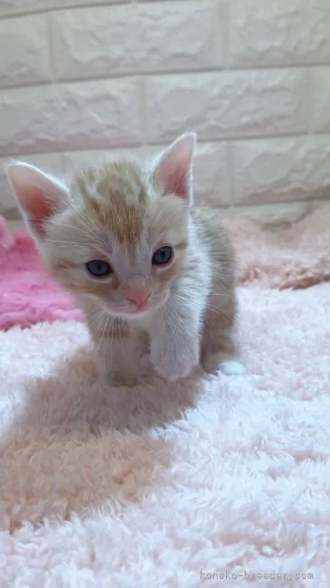 ID：2105-01410の子猫