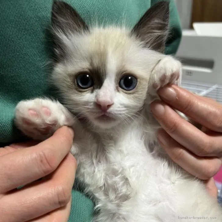 ID：2302-00653の子猫