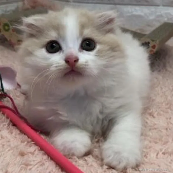 ID:2207-00360の子猫