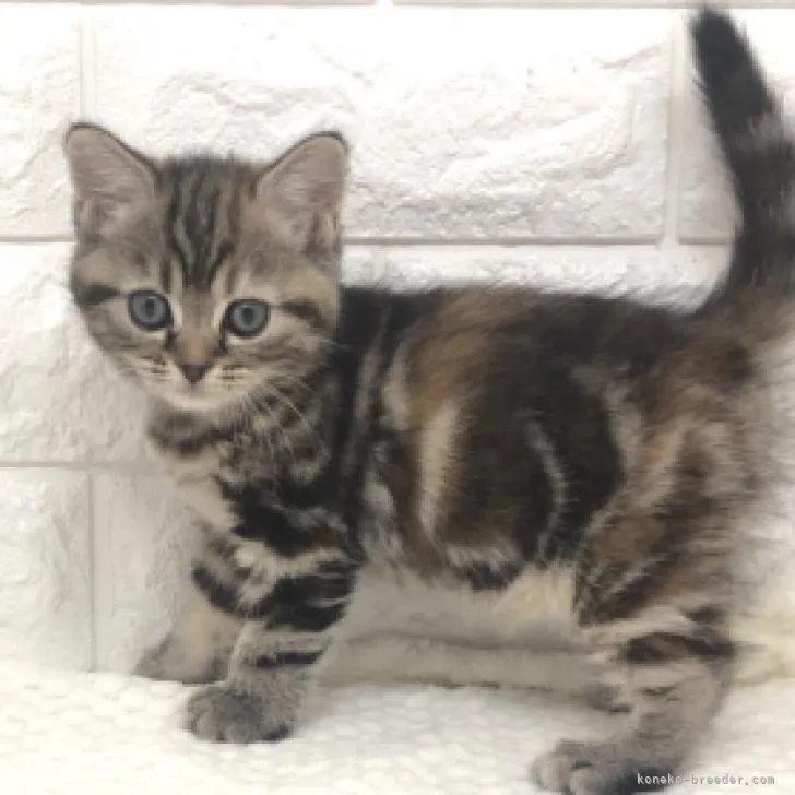 ID:2210-02875の子猫