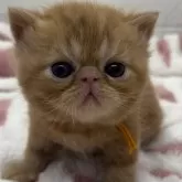 エキゾチックショートヘア【埼玉県・男の子・2024年3月2日・レッドタビー】の写真1