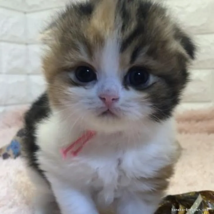ID:2210-00617の子猫