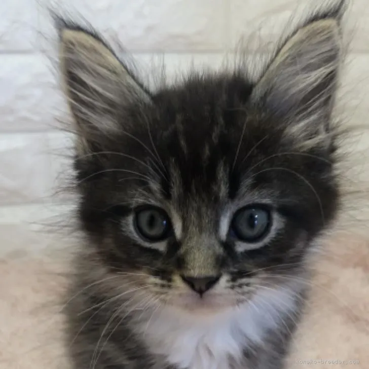 ID：2207-00590の子猫