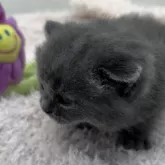 ブリティッシュショートヘア【埼玉県・男の子・2023年12月2日・ブルー】の写真2