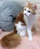 メインクーン【・女の子・2020年11月20日・レッド&ホワイト】「20210921」