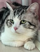 スコティッシュフォールド【・男の子・2020年5月7日・シルバータビー&ホワイト】