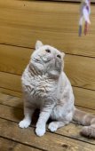 エキゾチックショートヘア【・男の子・2022年5月21日・クリームタビー】